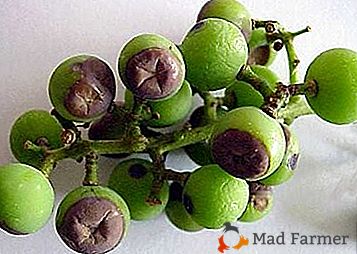 Tipos de podridão de uvas e as formas mais eficazes de tratamento e prevenção