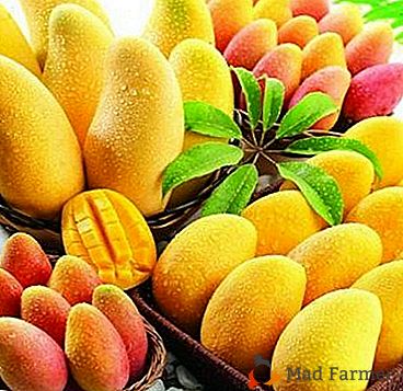 Types et variétés de mangue - un fruit étonnant avec un goût étonnamment riche
