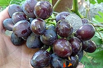 Uvas "Ayuta Pavlovsky" - uma forma híbrida de maturação precoce