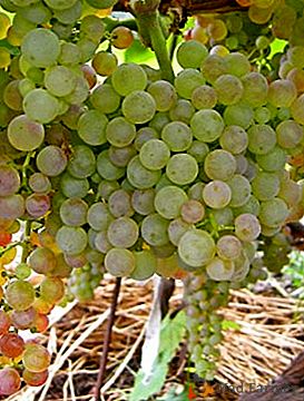 Uvas sem sementes - tipo de mesa "Korinka russo"