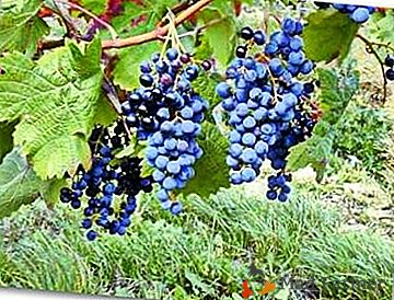Raisins pour le jardinier débutant - le grade "Riddle of Sharov"