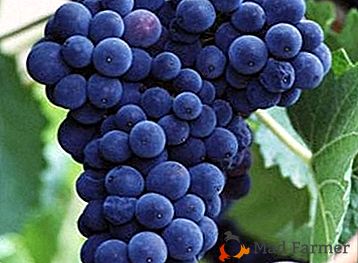 Les raisins que les anciens Romains ont mangé - le "Sangiovese"
