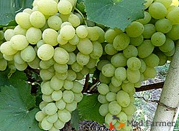 Uvas que não têm medo de geada - "Galahad"
