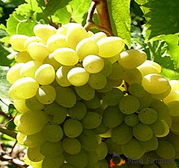 Uvas "Liang" - uma variedade com alta resistência à seca
