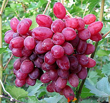 Hrozny, pojmenované na počest slovanského boha plodnosti - odrůda Muscat Velez