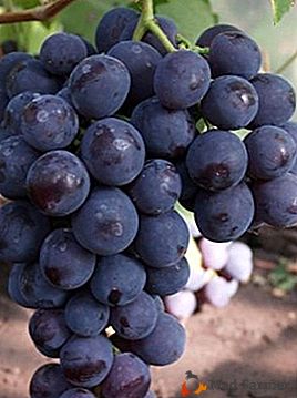 Raisins au goût harmonieux et à l'arôme délicat - sorte Rochefort