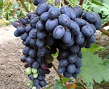 Виноград з італійським ім'ям - «Лорано»