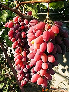 Виноград, що викликає захват - сорт «Зарево»