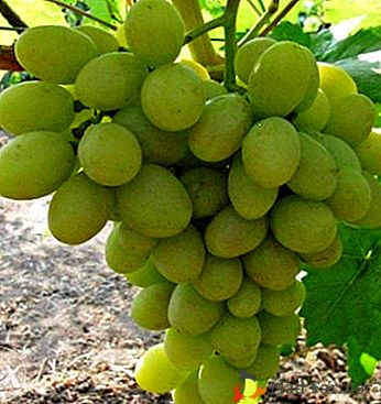 Uvas en cincuenta gramos - una variedad de Tien Shan originalmente de Japón