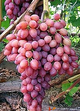 Hybrides de raisin Krainova et son cadeau principal - la marque "Victor"