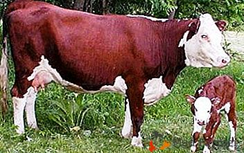 Race Hardy et sans prétention de vaches originaires d'Angleterre - "Hereford"