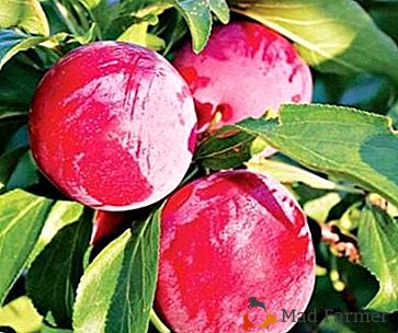Hardy frumusete - varietate chineză de prune "Orel vis"