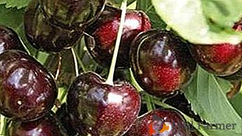 Hardy amante del sole - Varietà di ciliegie Shokoladnitsa