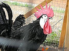 Suportando a raça de galinhas com uma aparência incomum - espanhol branco-enfrentou