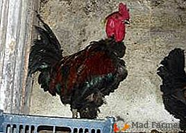 Pollos robustos y sin pretensiones de la raza Malaya Golosheyka