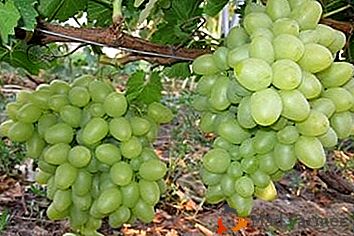 Variedade de uva resistente e vintage "Zaporozhye Gift"