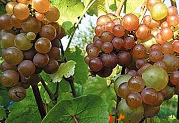 Uvas duras com sabor harmonioso - grau "Platovsky"