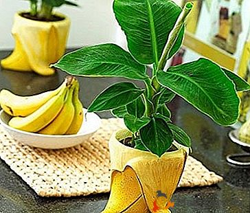 Cultivarea Casei de Banane: Secretele și caracteristicile