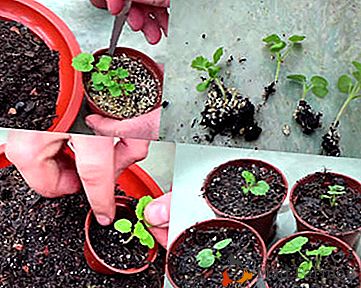 Pěstování zahrady ze semen doma