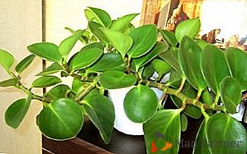 Cultivo y cuidado de pyperomia "Magnolial" en el hogar