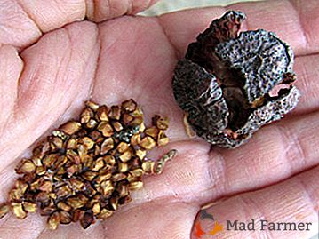 Creșterea chiparosului din semințe la domiciliu: cum să cresc și să sădesc semințe?
