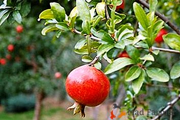 Pestovanie neinfekčnej rastliny z granátového jablka z kostí doma a spôsoby starostlivosti o ne
