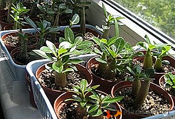 Cultivo de Adenium despretensioso de sementes em casa e recomendações para reprodução