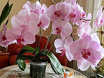 Uprawa storczyków Phalaenopsis Multiflora w domu