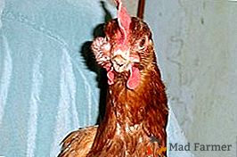 Maladie virale, qui est difficile à reconnaître - sinusite chez les poulets