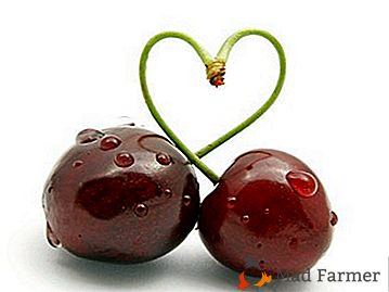 Cherry cu fructe "inima" - gradul Lebedyanskaya