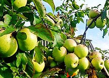 Alto rendimento com pequeno crescimento - uma espécie de maçã Bratchud