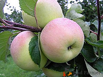 Visoko in stabilno žetev bo dobila jabolčna sorta Bolotovsky