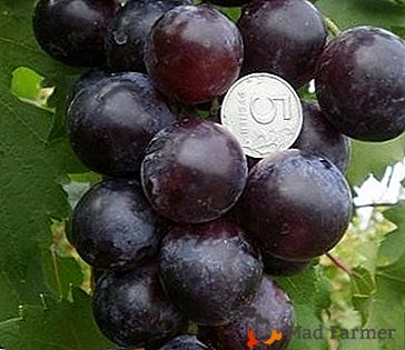 Une récolte élevée et un excellent goût fournira les raisins Pharaon