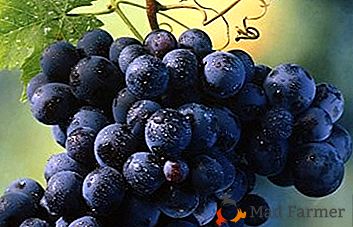 Високий урожай при мінімальному догляді забезпечить виноград Шахтар