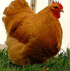 Alta qualidade de carne e uma aparência agradável são as galinhas da raça Orpington