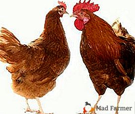 Razza altamente produttiva con un buon peso corporeo: polli rossi dalla coda bianca