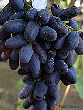 Wysoce produktywny, mobilny i zrównoważony - winogrona "Athos"