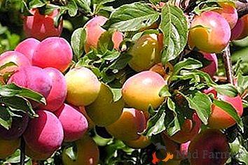 Prunele de înaltă calitate și dulce "Skoroplodnaya"