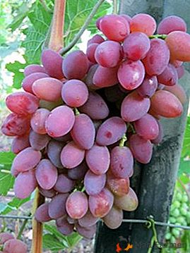 Híbrido de alto rendimento de uvas Jubileu de Kherson Summerman