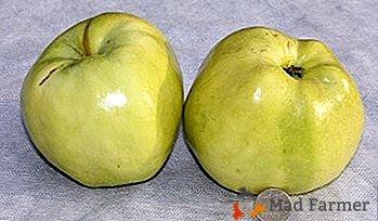 Visoko popustljiv i nepretenciozan niz jabuka Kuibyshevsky