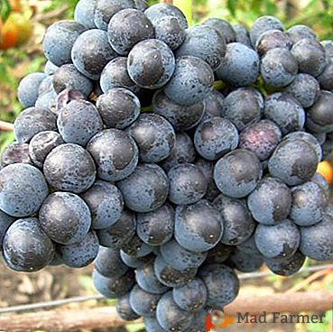 Variedad de uva de alto rendimiento para las regiones del norte - "En memoria de Dombkovskaya"
