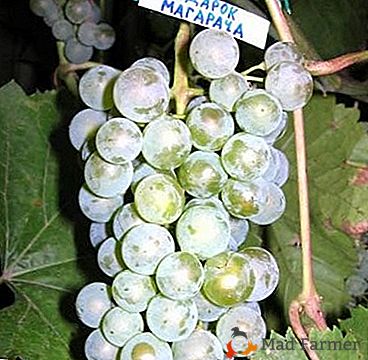 Variedad de uva de alto rendimiento - "Regalo de Magarach"