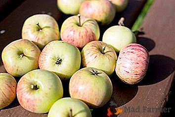 L'alta resa e l'eccellente longevità sono dimostrate dalla varietà di mele Grushovka Winter