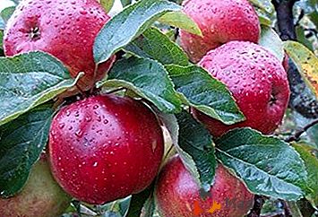 La rusticité élevée et la fructification régulière fournissent une variété de pommes Antey