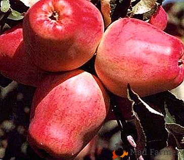 Vitamin Champion - uma variedade de maçãs "Kandil Orlovsky"