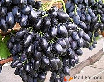 Vitamina Grapes "Black Panther": uma descrição da variedade e suas fotos