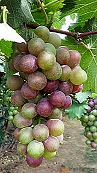 "Cartão de visita" de qualquer jardineiro - uvas "Amirkhan"