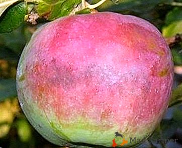 La tarjeta de visita de todas las variedades Rossoshan - manzana