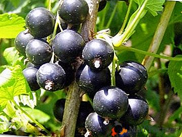 Gustoase și utile soiuri de coacăze negre "Valovaya"
