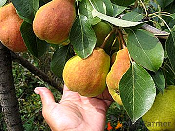 Savoureux conte de fées de Sibérie - poire "Kupava"